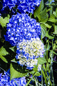 蓝色绣球花在花园里的特写