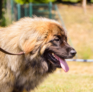 Leonberger 狗的脸