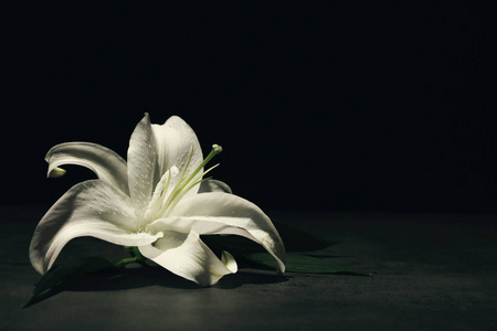 葬礼花照片