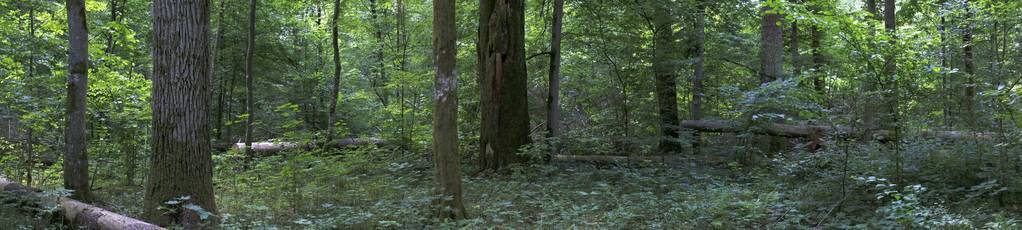 落叶森林风景与老栎树在夏天全景, Bialowieza 森林, 波兰, 欧洲