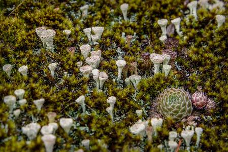太白花地衣苔藓宏照片