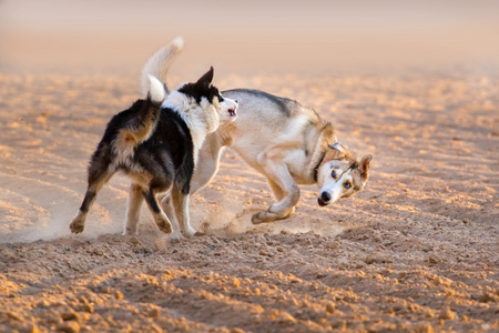 在沙里的狗玩
