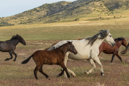 夏季犹他州沙漠中的美丽野马