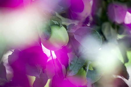 绿苹果树花园紫花