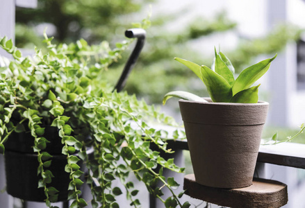 Sansevieria 龟或蛇厂及万心阳台