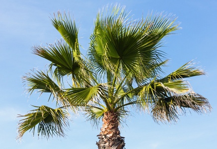 蓝蓝的天空背景上的棕榈树