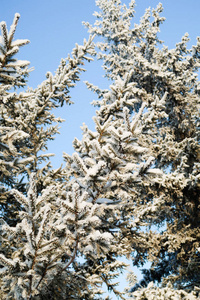 雪中的冬树云杉