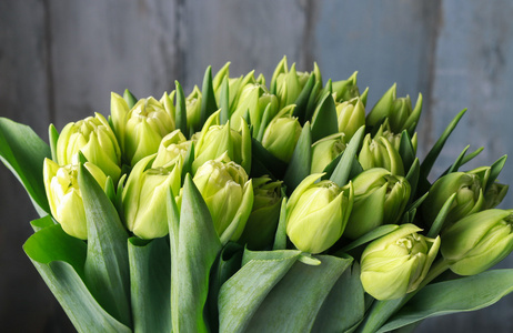 绿色郁金香绿色郁金香背景摄影图