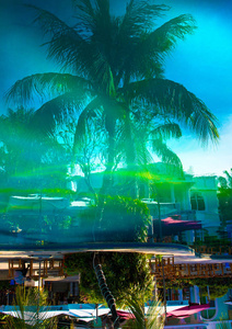 美丽的, 高高的棕榈树在游泳池前, 帕尔马反映在水盆