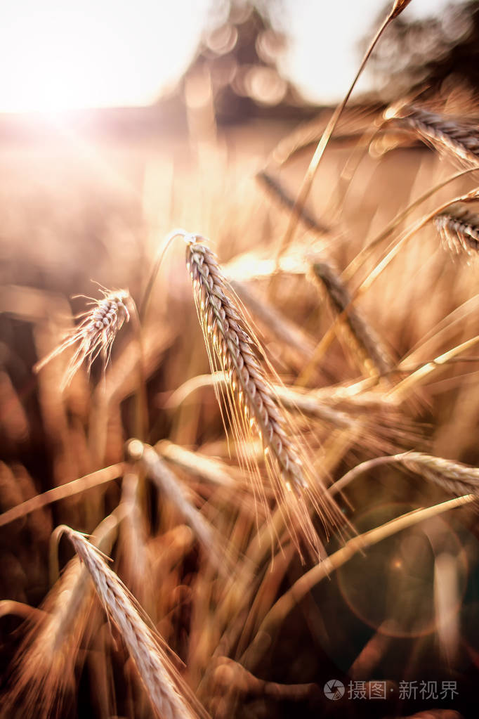 日落时的小麦金穗日出