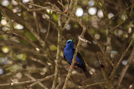 红腿 honeycreeper Cyanerpes cyaneus 栖息在花园的树枝上