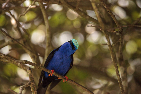 红腿 honeycreeper Cyanerpes cyaneus 栖息在花园的树枝上