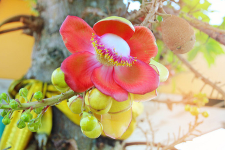 美丽的粉红色的炮弹花 (调用在泰国 sal 花) 和树上的果子.