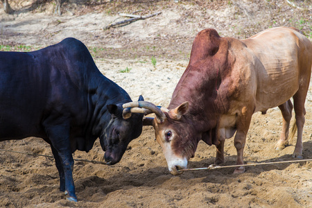 牛在泰国的传统游戏激战