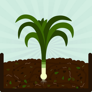 种植韭菜和堆肥