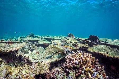 海龟在热带海, 珊瑚礁和水下海洋生物