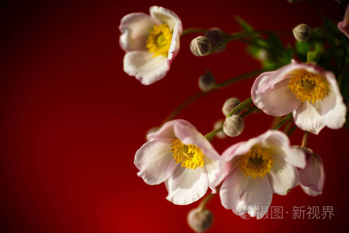 红色背景的可爱花束粉红色的花朵