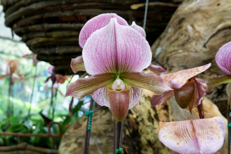 美丽的兰花花在花园里