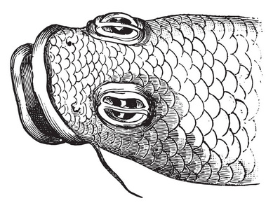 鱼，老式刻图之眼。玛佳欣 Pittoresque 1876