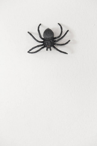 大黑玩具蜘蛛孤立在白色背景万圣节