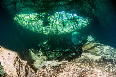 在墨西哥阿尔马登的伊甸园潜水