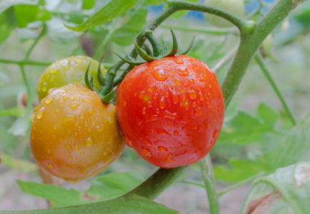 成熟的西红柿，在花园里的树枝上的一群