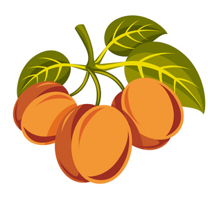 成熟的有机甜杏