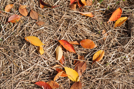 秋天的叶子躺在干草上。背景