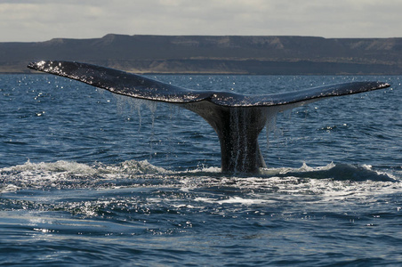 南部露脊鲸, Eubalaena