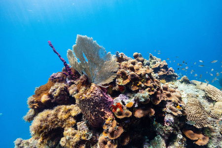 圣卢西亚加勒比海水下美丽多彩的珊瑚礁和热带鱼类