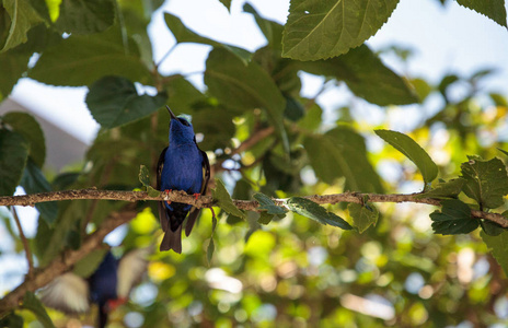 红腿 honeycreeper Cyanerpes cyaneus 栖息在花园的树枝上