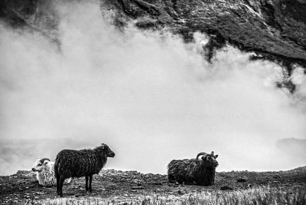 羊与公羊在景观领域风景冰岛草甸