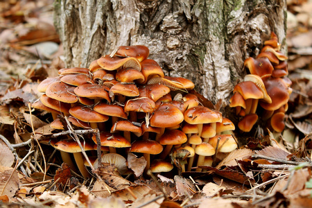 冬季蜂蜜蘑菇-金银花菇照片