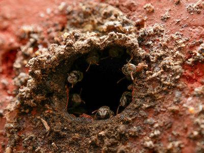 无刺蜂, jatai 蜂在他们的蜂巢入口照片