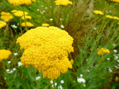 黄色 blosomming 花的细节