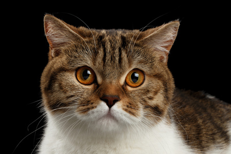 untitled直男特写肖像苏格兰直男猫脸,孤立的黑色背景照片