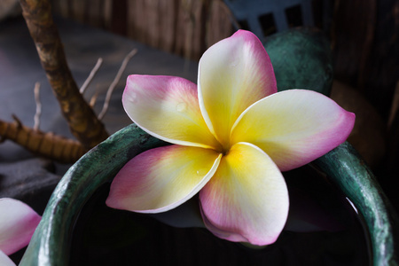 浪漫的热带香花或梅花