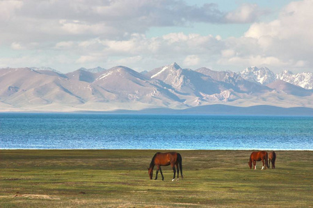吉尔吉斯斯坦纳伦宋伊塞克湖湖大草地上的马