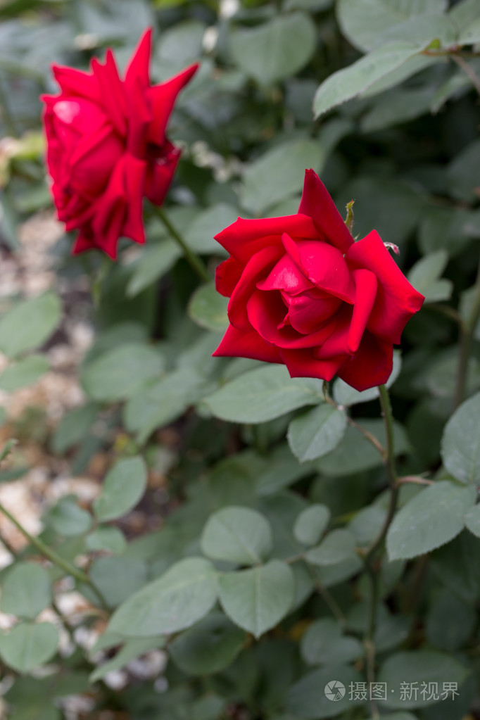 红玫瑰盛开的花园里