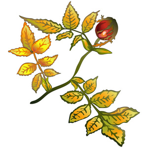 矢量秋黄玫瑰臀叶。叶植物植物园花叶。独立的插图元素。背景纹理包装图案框架或边框的矢量叶