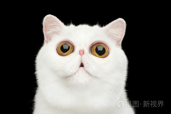 特写惊讶纯白色异国猫头孤立黑色背景