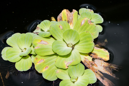 沼泽,漂浮植物中的特写浮萍照片