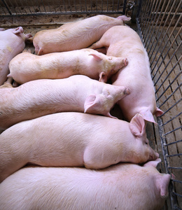 脂肪和累了睡着了猪在猪养殖场