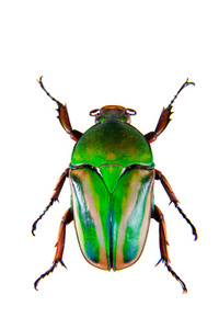白色背景上的绿甲虫