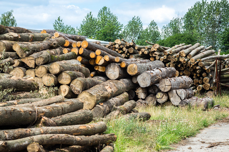 松树木材原木照片