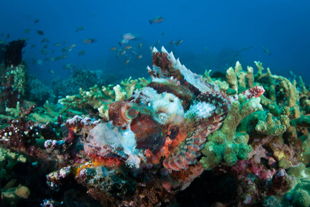 在印度尼西亚科莫科国家公园, 一个五颜六色的 scorpionfish 在珊瑚礁上。这种类型的鱼是埋伏捕食者, 耐心等待猎物游近