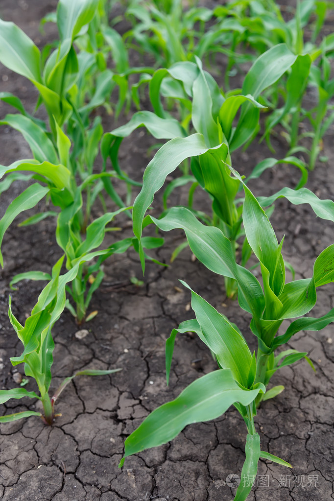 田野里的玉米芽
