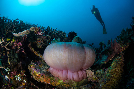 一个潜水潜水员盘旋在美丽的珊瑚礁之上, 包括一只大海葵, 在印尼的科莫多国家公园。这一地区以其科莫科龙及其壮观的海洋生物多样性而