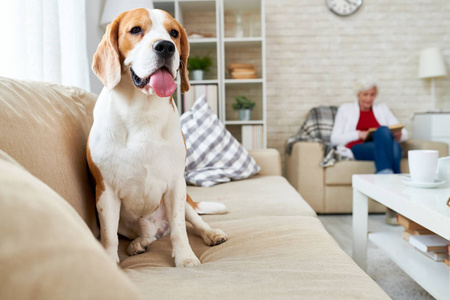 beagle 犬坐在沙发上狗猎犬在阳光照射下睡在沙发上华丽的纯种猎犬狗