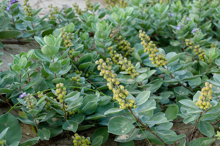 海滩上的荆植物关闭图片